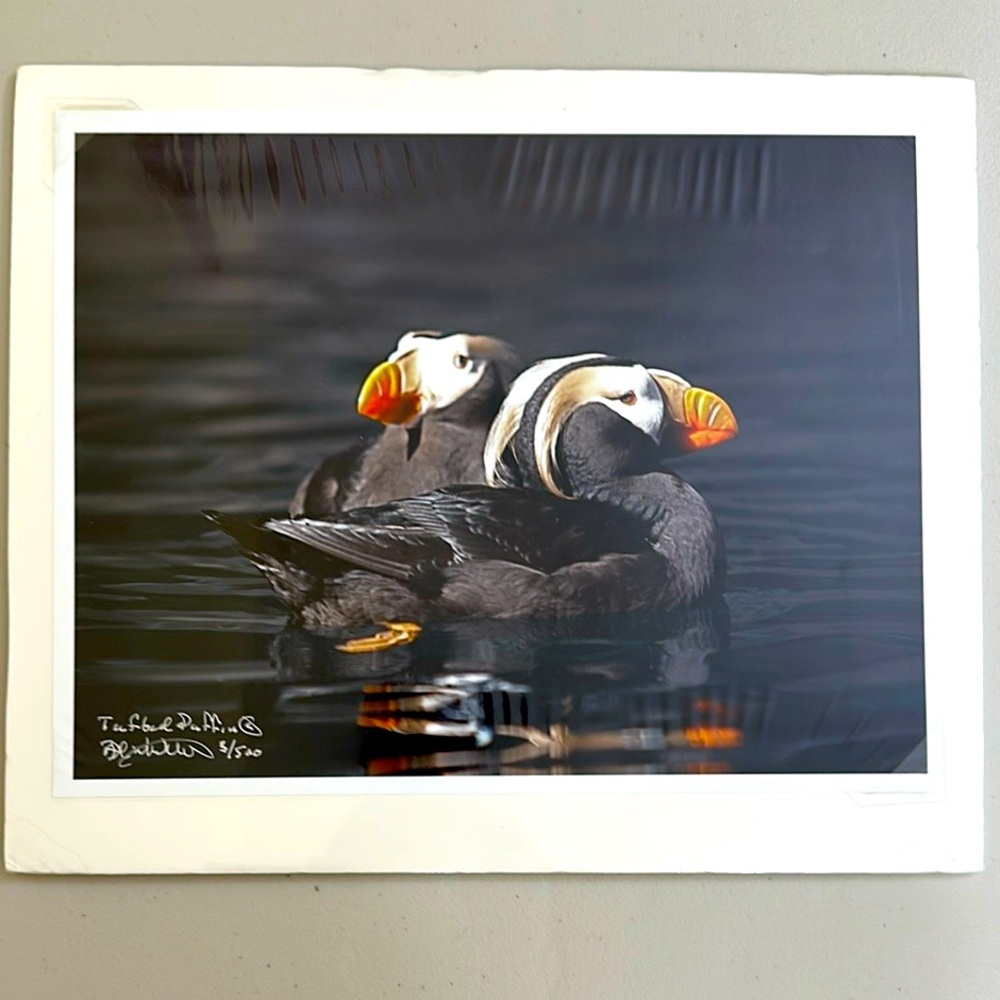 Puffin Wildlife Print by Barton C. Whitecotton